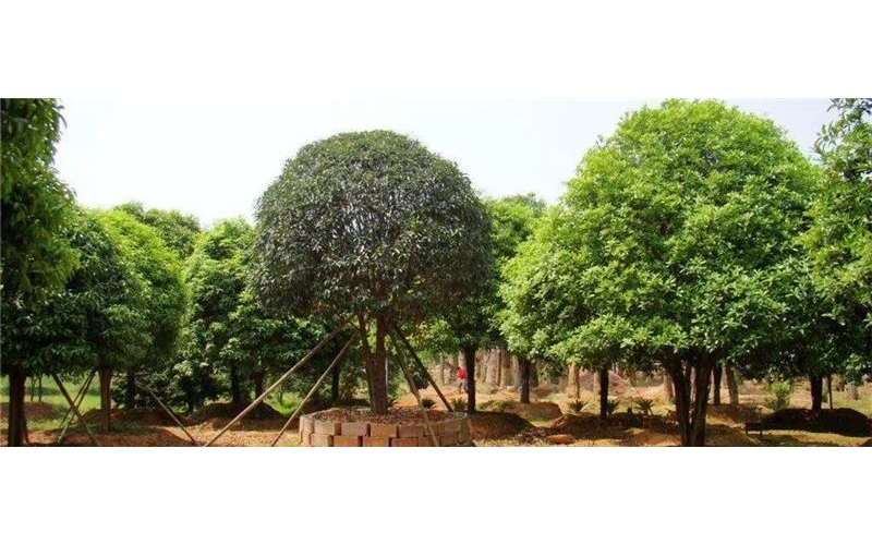 桂花樹的養殖方法和注意事項