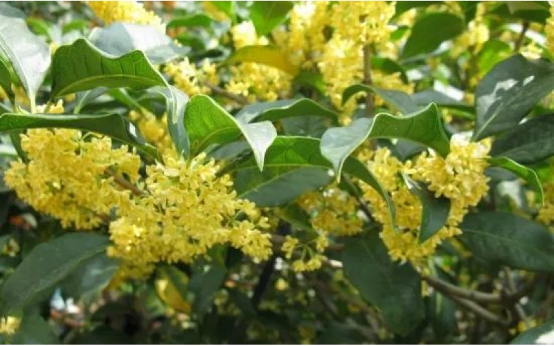 桂花樹的栽培技術：喜陽光、好溫暖、耐高溫、不耐寒