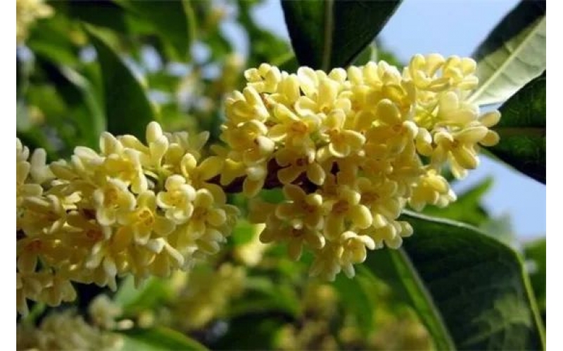 桂花用什么樹嫁接，大葉女貞/冬青/水蠟/流蘇樹做砧木都行